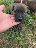 Dark pink collar, a female American Pit Bull Terrier for sale in Glencoe, KY – 4 of 4