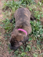 Dark pink collar, a female American Pit Bull Terrier for sale in Glencoe, KY – 2 of 4