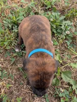 Blue collar , a male American Pit Bull Terrier for sale in Glencoe, KY – 3 of 4
