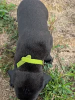 Light green/yellow collar, a male American Pit Bull Terrier for sale in Glencoe, KY – 3 of 4
