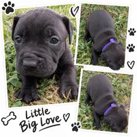 Purple collar, a female American Pit Bull Terrier for sale in Glencoe, KY – 2 of 4