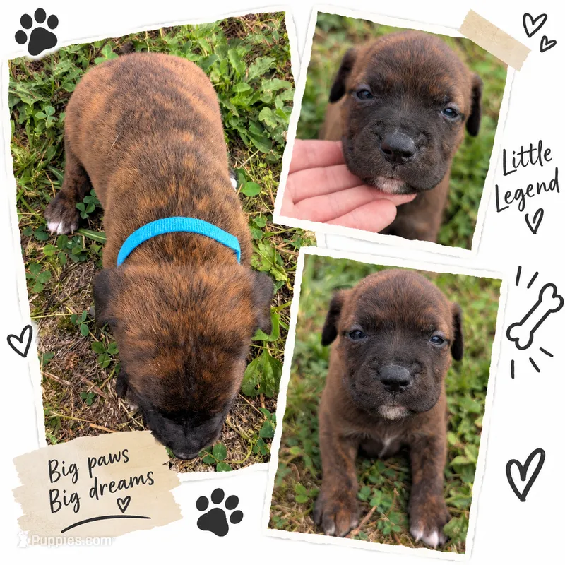Blue collar  – American Pit Bull Terrier puppy for sale in Glencoe, KY