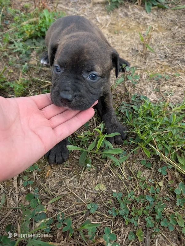 Light pink collar – American Pit Bull Terrier puppy for sale in Glencoe, KY