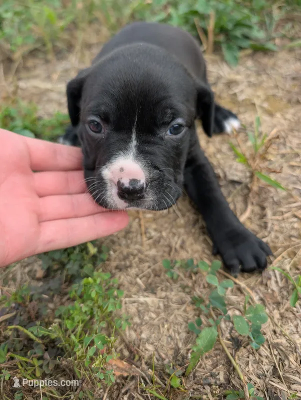 Light green/yellow collar – American Pit Bull Terrier puppy for sale in Glencoe, KY