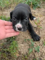 Light green/yellow collar, a male American Pit Bull Terrier for sale in Glencoe, KY – 1 of 4