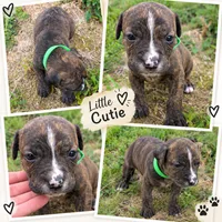 Green collar, a male American Pit Bull Terrier for sale in Glencoe, KY – 3 of 4