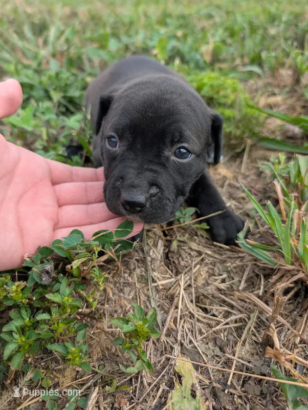 Red collar – American Pit Bull Terrier puppy for sale in Glencoe, KY