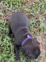 Purple collar, a female American Pit Bull Terrier for sale in Glencoe, KY – 3 of 4