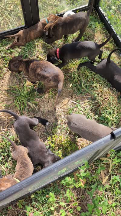 Light pink collar, a female American Pit Bull Terrier for sale in Glencoe, KY – 4 of 4