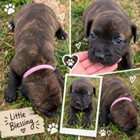 Light pink collar, a female American Pit Bull Terrier for sale in Glencoe, KY – 3 of 4