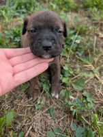 Blue collar , a male American Pit Bull Terrier for sale in Glencoe, KY – 2 of 4