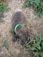 Green collar, a male American Pit Bull Terrier for sale in Glencoe, KY – 2 of 4