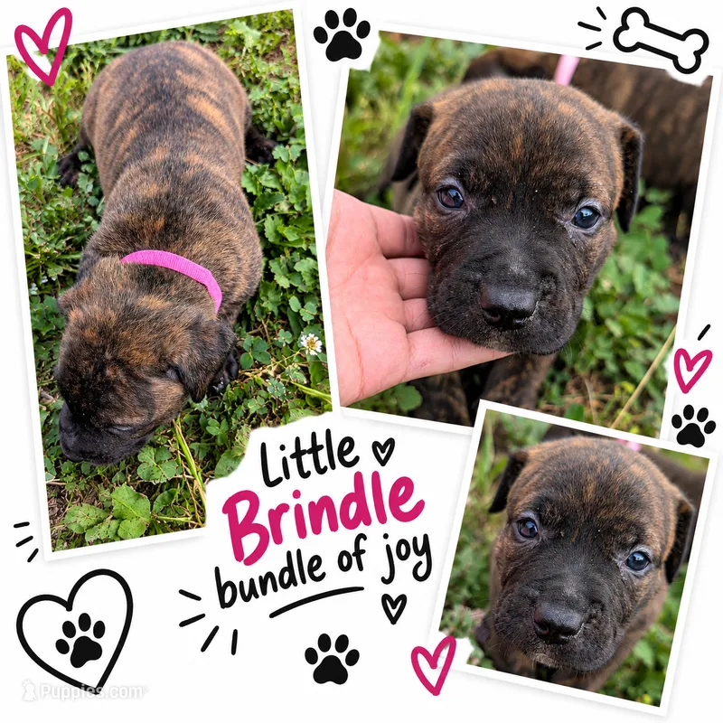 Dark pink collar – American Pit Bull Terrier puppy for sale in Glencoe, KY