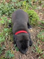 Red collar, a female American Pit Bull Terrier for sale in Glencoe, KY – 2 of 4