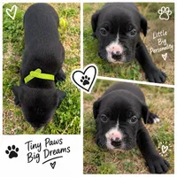 Light green/yellow collar, a male American Pit Bull Terrier for sale in Glencoe, KY – 2 of 4