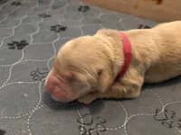 Puppy 2 Girl, a female Golden Retriever for sale in Kuna, ID – 1 of 1