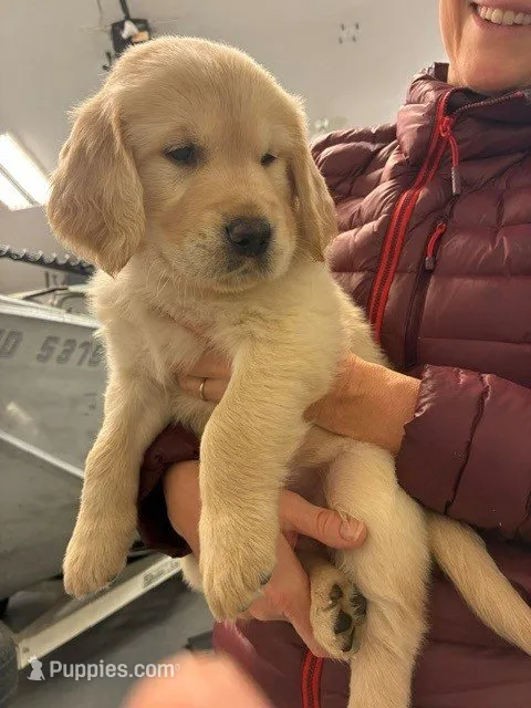 Orange – Golden Retriever puppy for sale in Kuna, ID