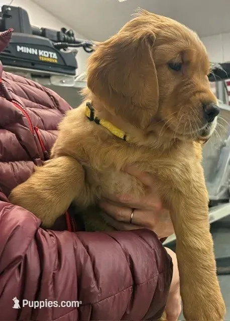 Yellow – Golden Retriever puppy for sale in Kuna, ID