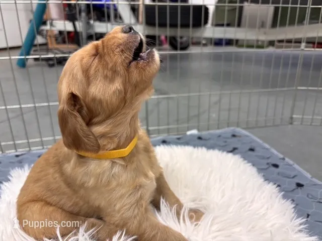 Yellow – Golden Retriever puppy for sale in Kuna, ID