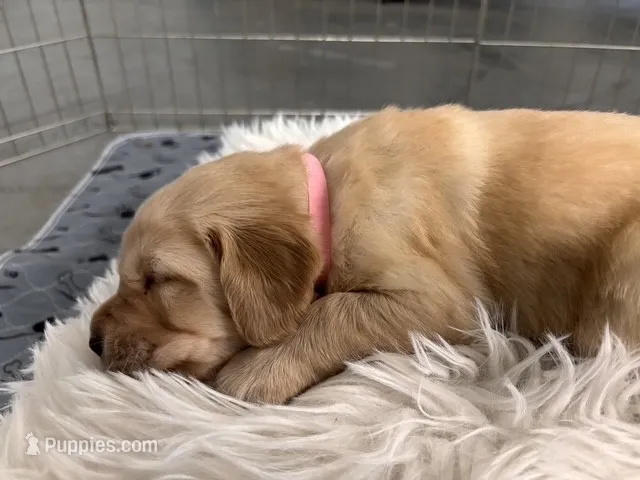 Pink – Golden Retriever puppy for sale in Kuna, ID