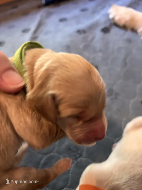 Puppy 1 Girl – Golden Retriever puppy for sale in Kuna, ID