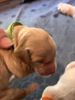 Puppy 1 Girl, a female Golden Retriever for sale in Kuna, ID – 1 of 1
