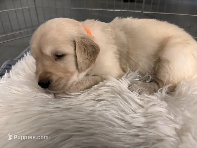 Orange – Golden Retriever puppy for sale in Kuna, ID