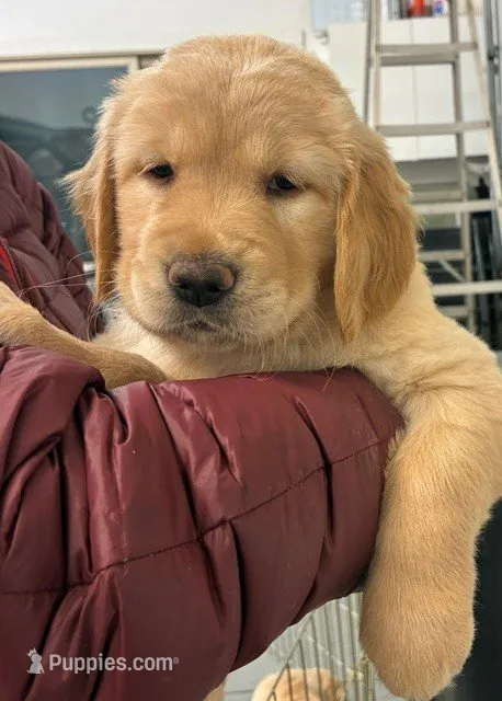 Pink – Golden Retriever puppy for sale in Kuna, ID