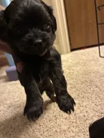 Ricky Bobby, a male Shihpoo for sale in Columbus Grove, OH – Photo 2 of 2