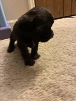 Ricky Bobby, a male Shihpoo for sale in Columbus Grove, OH – Photo 1 of 2