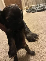 Lil man , a male Shihpoo for sale in Columbus Grove, OH – Photo 2 of 4