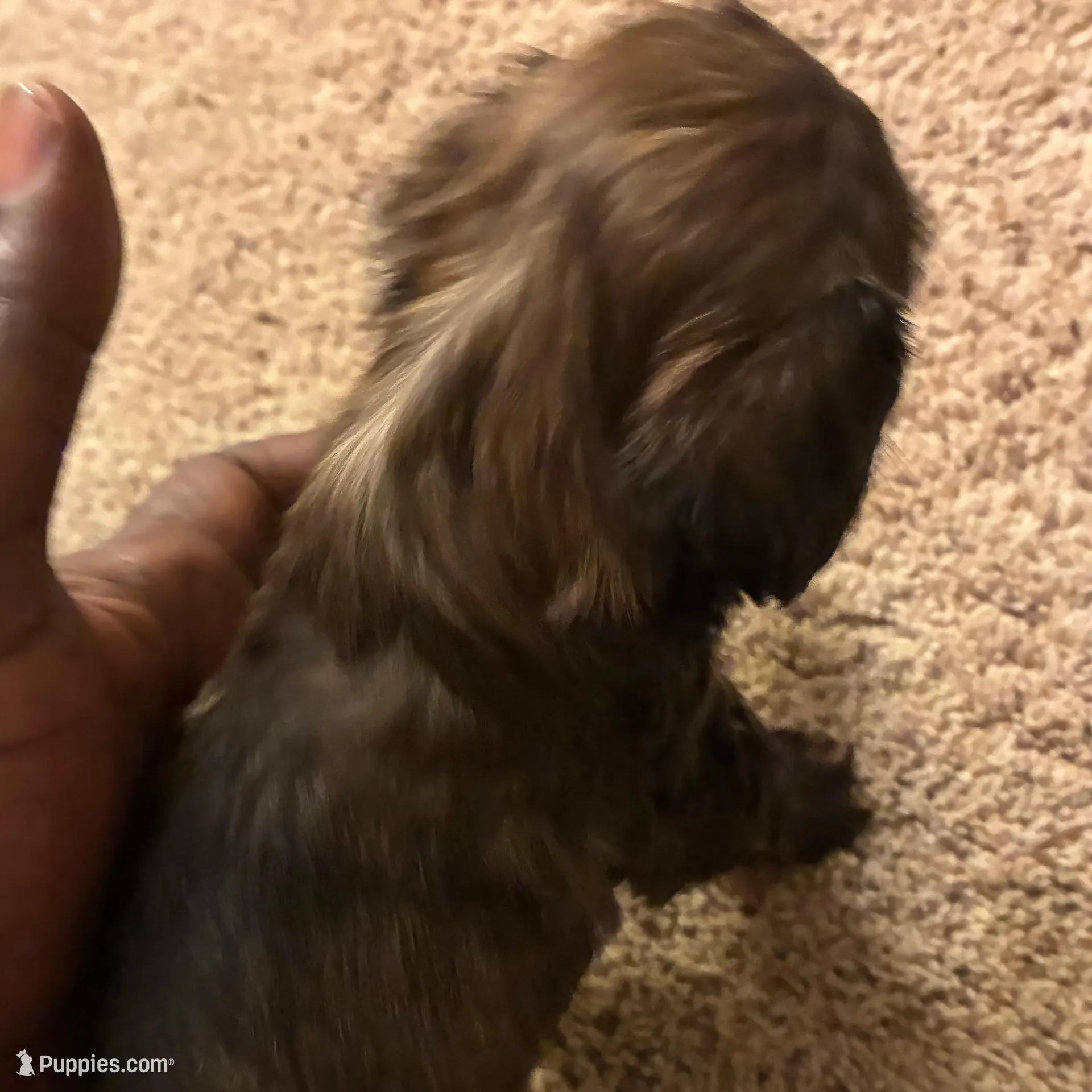 Lil man  – Shihpoo puppy for sale in Columbus Grove, OH