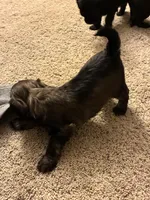 Lil man , a male Shihpoo for sale in Columbus Grove, OH – Photo 4 of 4