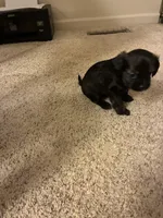 Rocky , a male Shihpoo for sale in Columbus Grove, OH – Photo 4 of 4