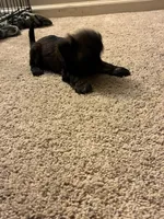 Rocky , a male Shihpoo for sale in Columbus Grove, OH – Photo 3 of 4