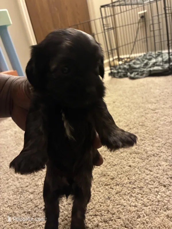 Rocky  – Shihpoo puppy for sale in Columbus Grove, OH