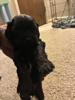 Mikey , a male Shihpoo for sale in Columbus Grove, OH – Photo 1 of 5