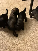 Mikey , a male Shihpoo for sale in Columbus Grove, OH – Photo 2 of 5