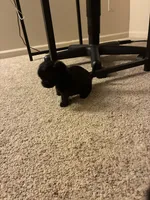 Mikey , a male Shihpoo for sale in Columbus Grove, OH – Photo 5 of 5