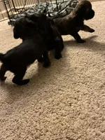 Mikey , a male Shihpoo for sale in Columbus Grove, OH – Photo 3 of 5