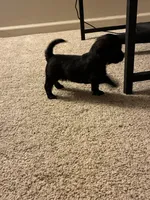 Mikey , a male Shihpoo for sale in Columbus Grove, OH – Photo 4 of 5