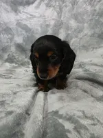 Piglet , a male Miniature Dachshund for sale in West Frankfort, IL – 7 of 10
