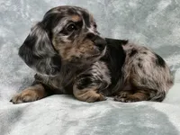 Gopher , a male Miniature Dachshund for sale in West Frankfort, IL – 9 of 10