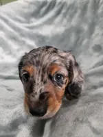 Eeyore, a male Miniature Dachshund for sale in West Frankfort, IL – 6 of 10