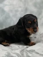Piglet , a male Miniature Dachshund for sale in West Frankfort, IL – 10 of 10