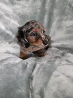 Eeyore, a male Miniature Dachshund for sale in West Frankfort, IL – 4 of 10