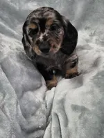 Gopher , a male Miniature Dachshund for sale in West Frankfort, IL – 6 of 10