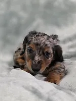 Eeyore, a male Miniature Dachshund for sale in West Frankfort, IL – 9 of 10
