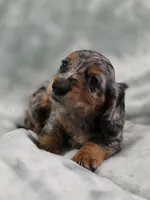 Eeyore, a male Miniature Dachshund for sale in West Frankfort, IL – 3 of 10