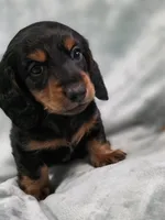 Piglet , a male Miniature Dachshund for sale in West Frankfort, IL – 3 of 10